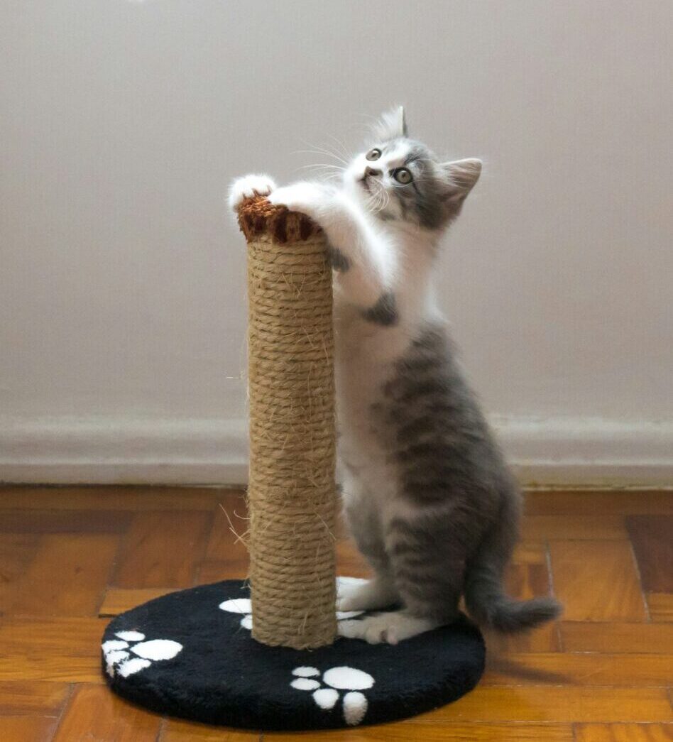 Magazzino di fulfillment e stoccaggio per dolcetti per animali domestici