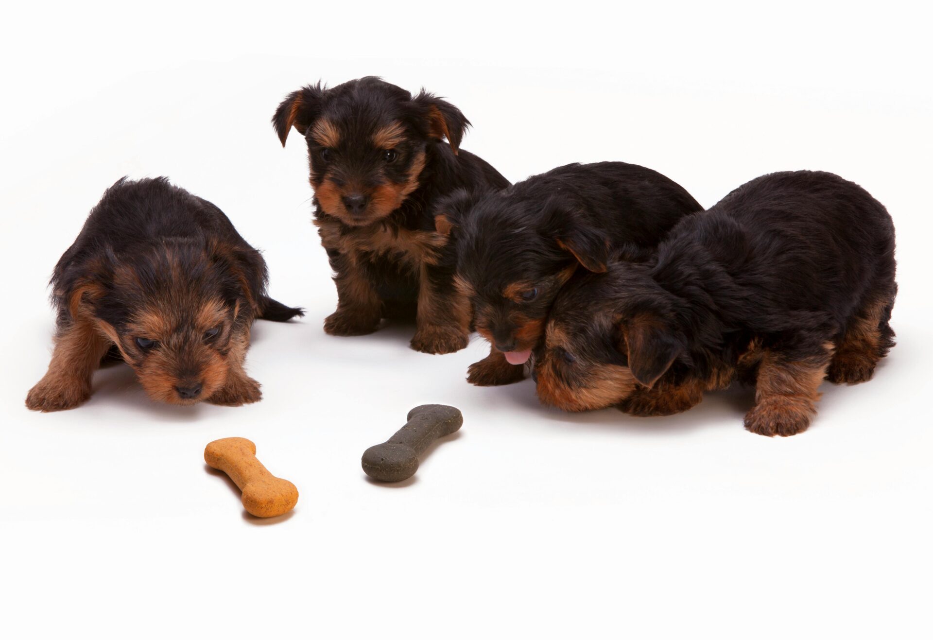 Four small, black and tan puppies standing on a white background with two bone-shaped dog treats.
